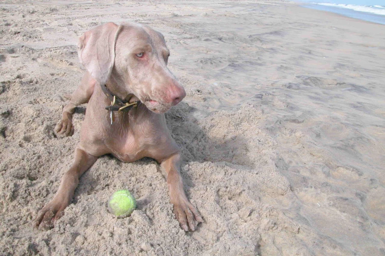 the dog lies on the beach, resting with ball in his paws