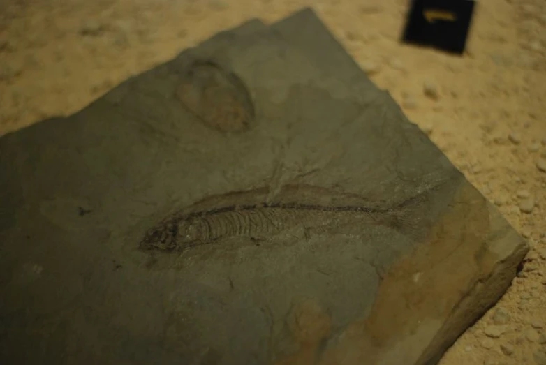 a fossil picture is shown next to a tiny plaque