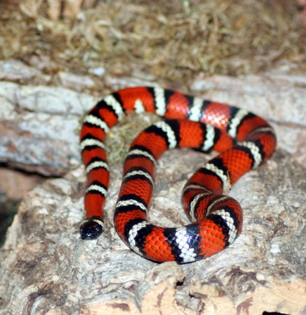 a black and orange striped snake sitting on a rock