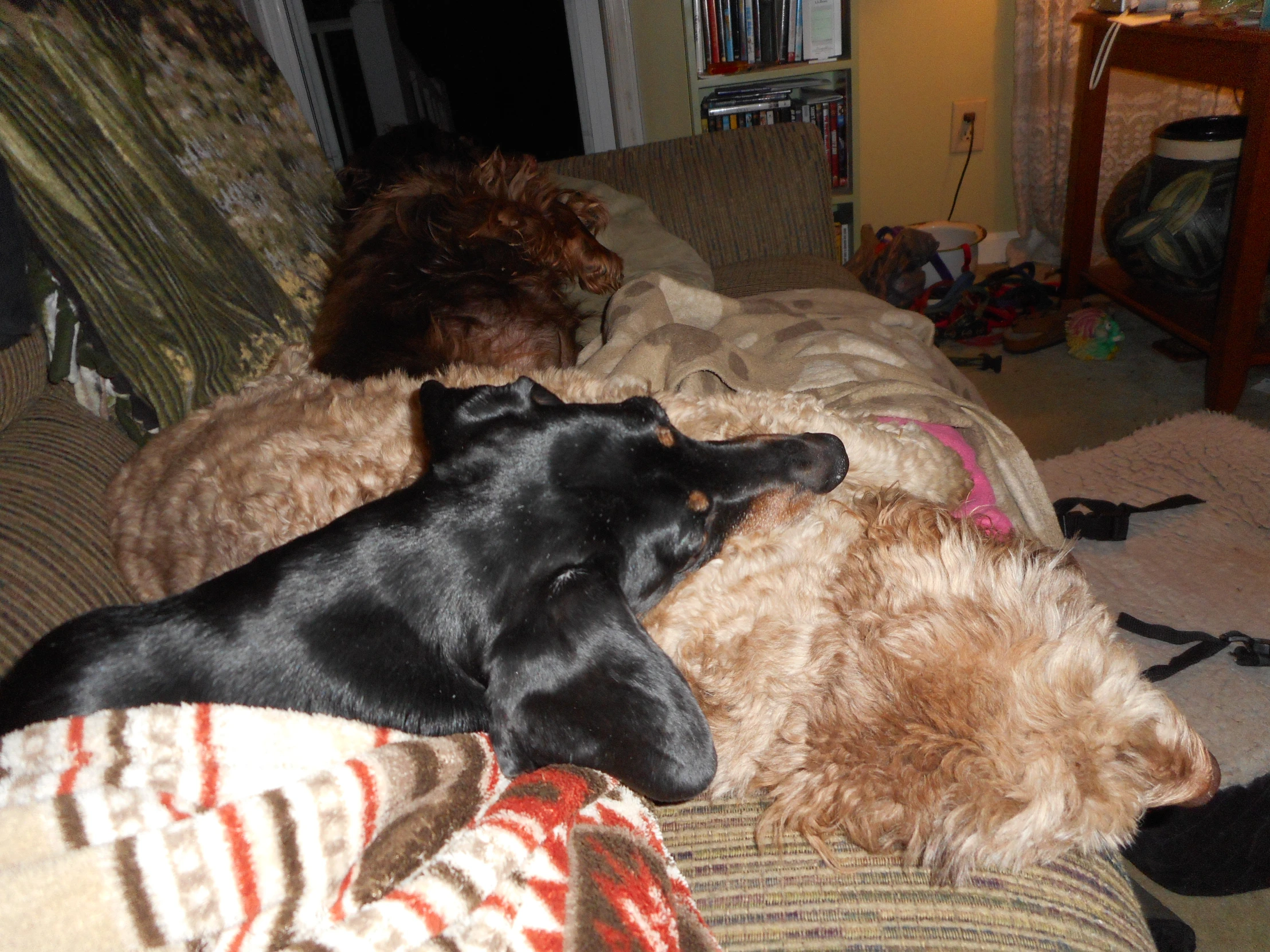 black dog lies on brown bear toy while brown and white dog watches