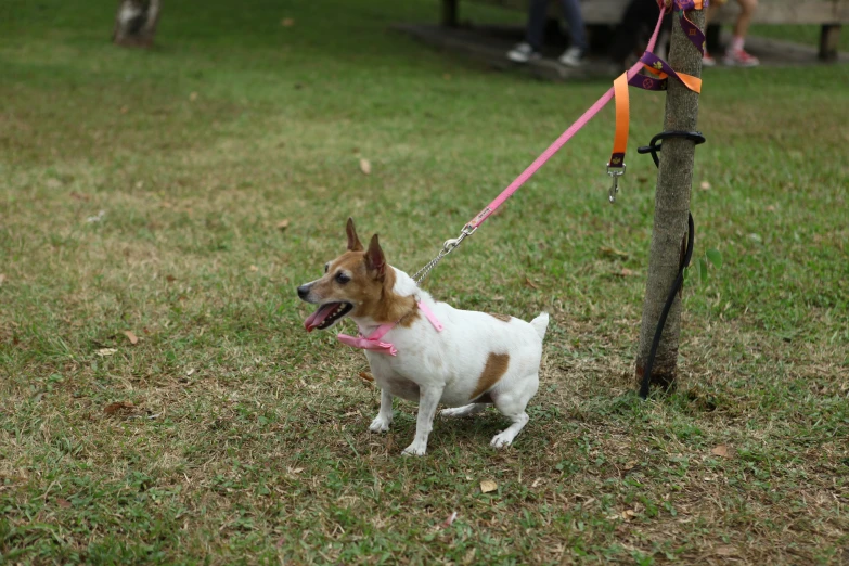 a little white dog is on a leash