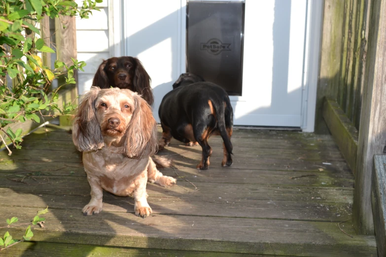 a few dogs are sitting outside by the door