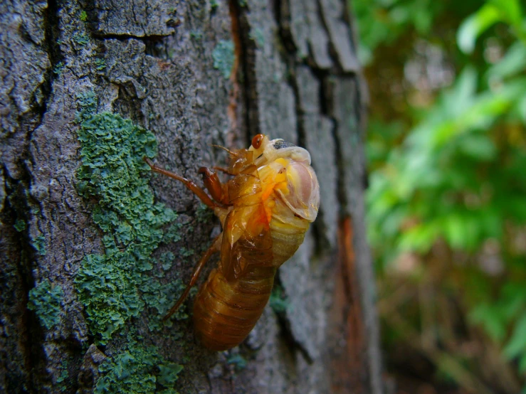 a small bug crawling on a tree in the forest