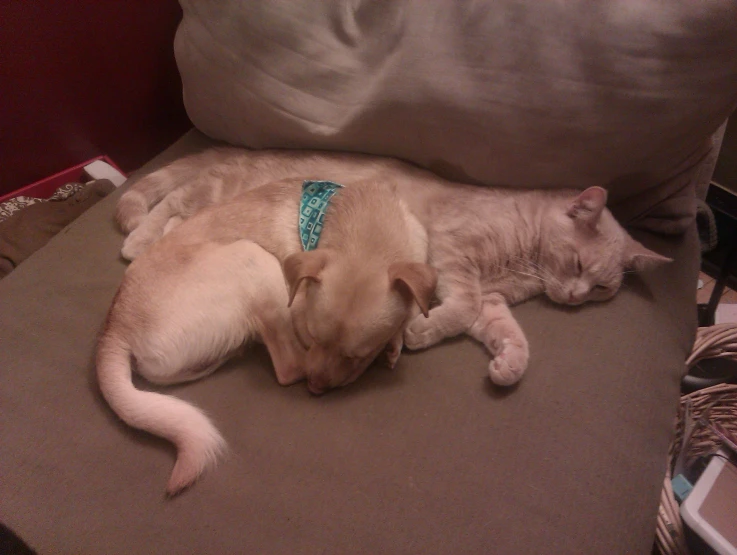 a puppy sleeping next to a cat