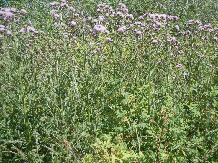 some plants in the grass and on the ground