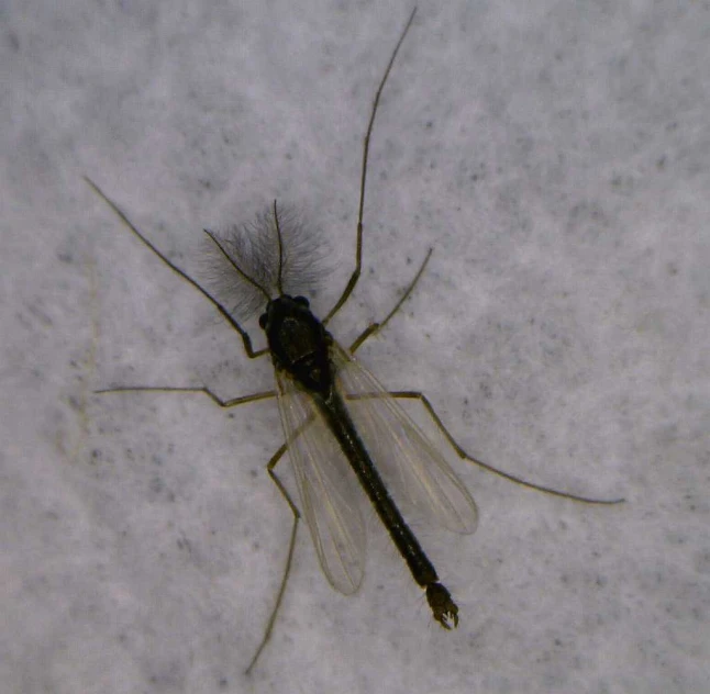 an insect flying in the snow while looking up