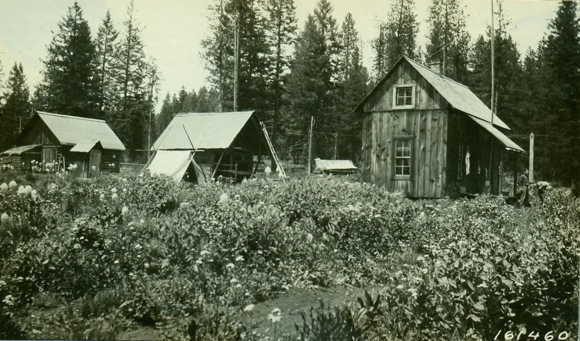 old black and white po of houses in a wooded area