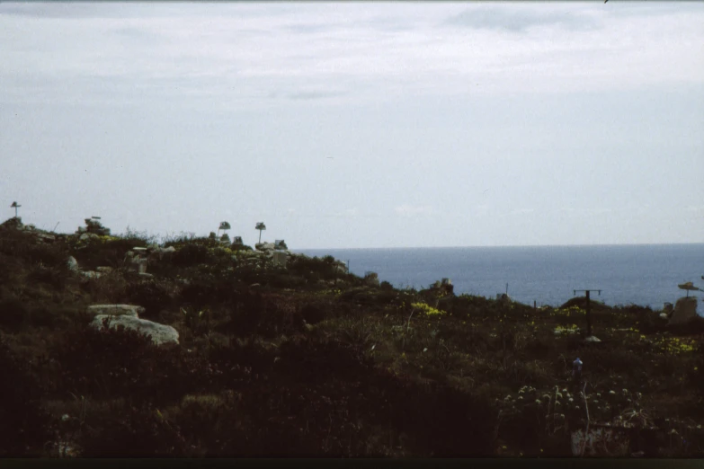 a group of animals standing on top of a lush green hillside