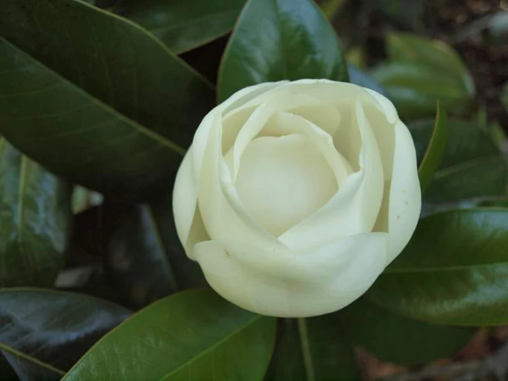 the flower is white with green leaves on the side