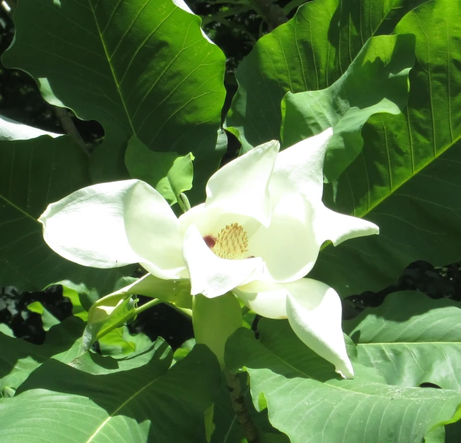 a flower is blooming with green leaves in the background