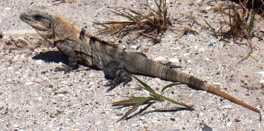 a big lizard that is walking in the sand