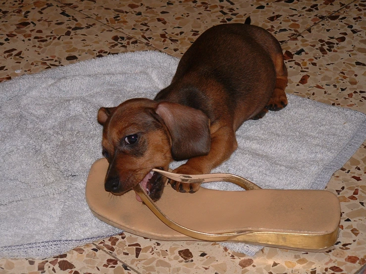 a brown dachshund dog lies on a towel next to a shoe