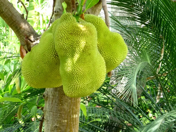 three green fruit hanging on the tree