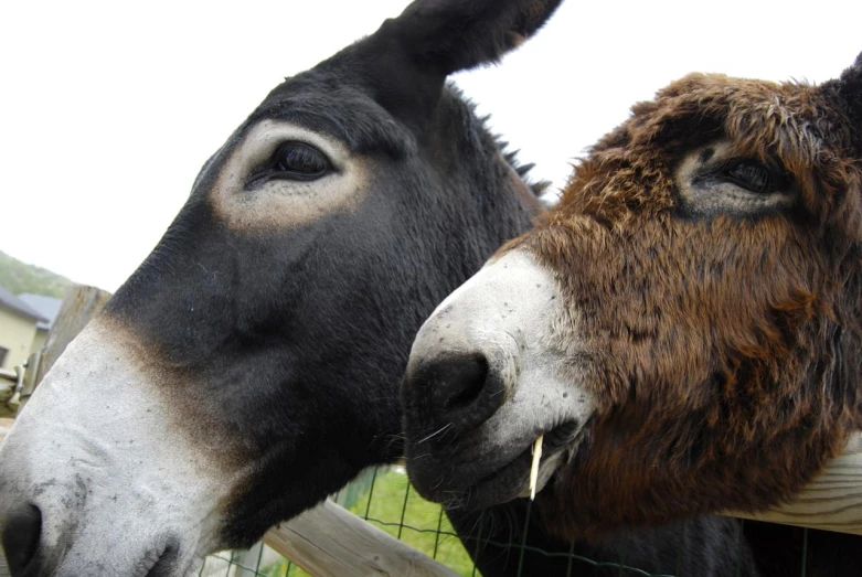 one horse's nose and another's face with the other horse in the background