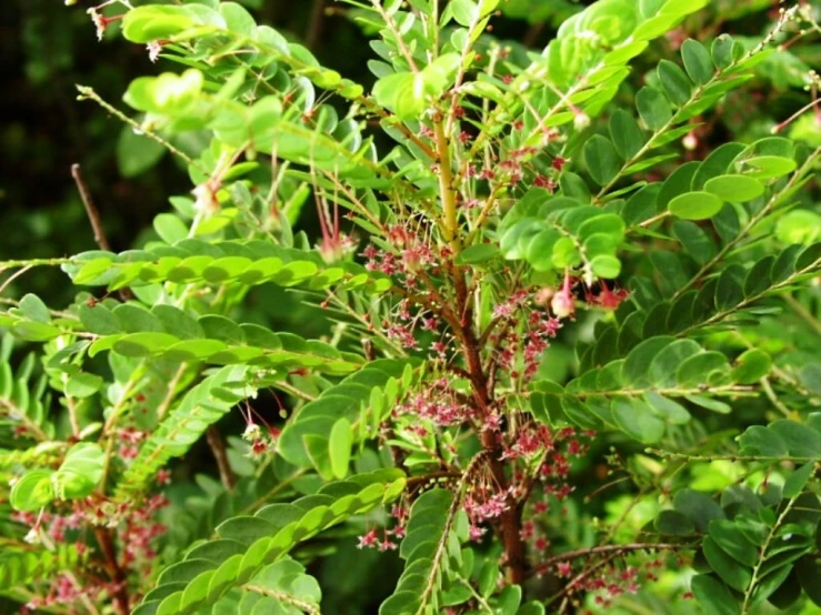 a tree with lots of green leaves and pink buds