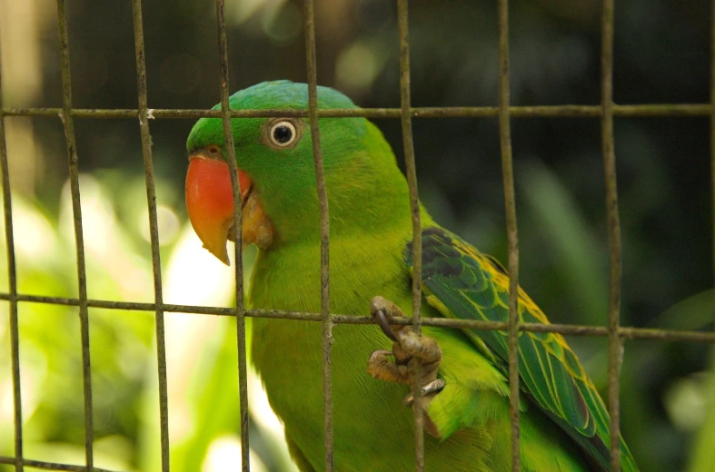 a green and yellow bird in a cage