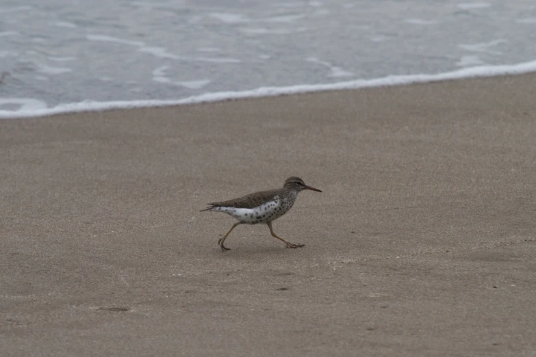 the bird walks on the beach near the water