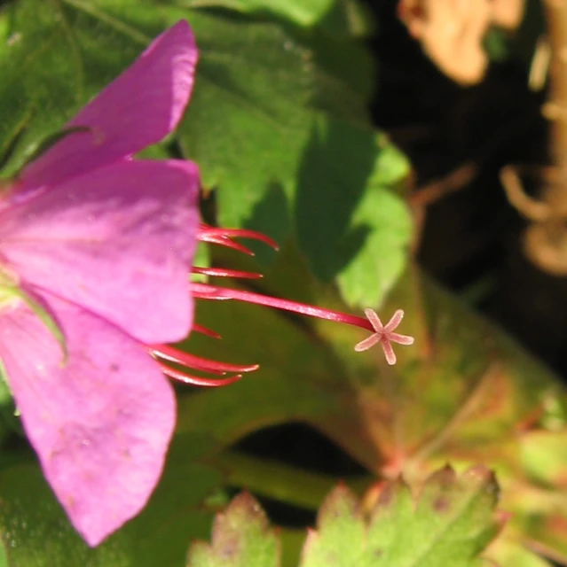 a purple flower that has been bloomed and sitting in the sun