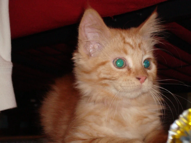 a tan kitten with blue eyes looks at the camera