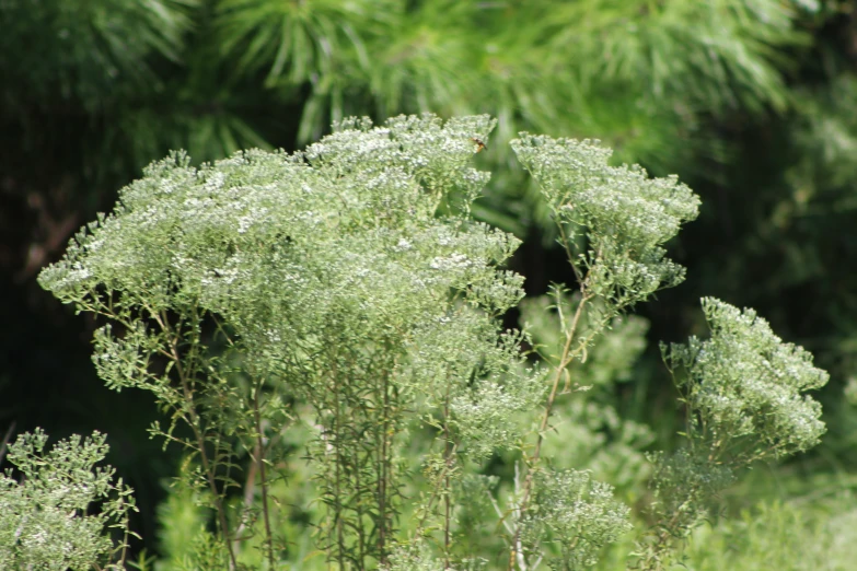 some plants with lots of leaves are near many trees