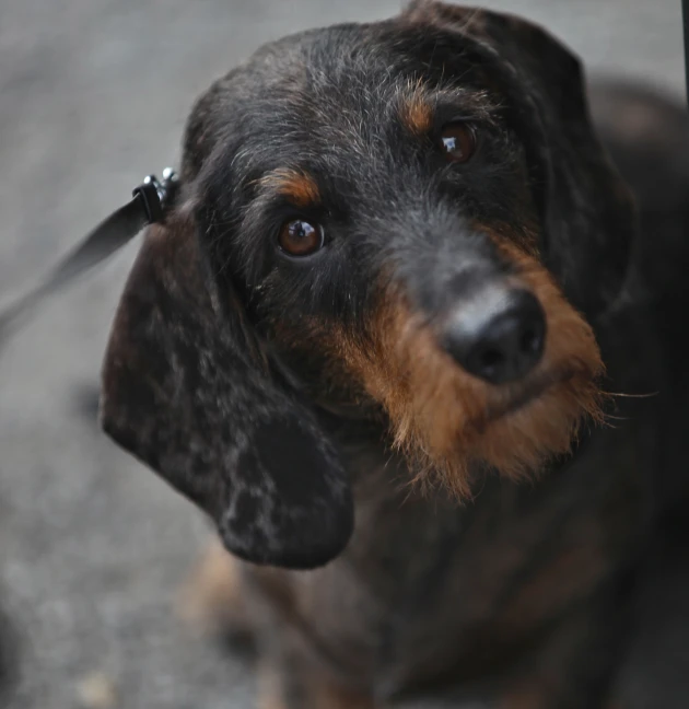 the dog is in a collar, and looks into the camera