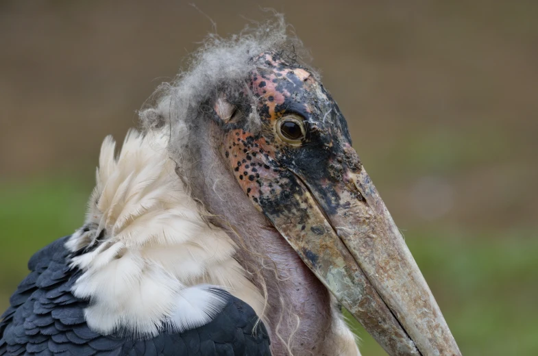 a very large bird that has some kind of thing on it's head