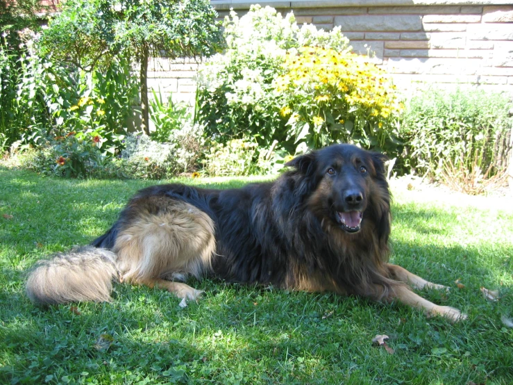 two dogs laying on the grass in the sun