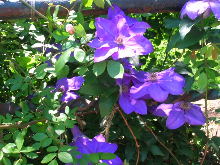 purple flowers and leaves on top of each other