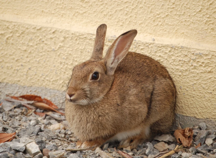 an adult rabbit sitting on the ground next to rocks