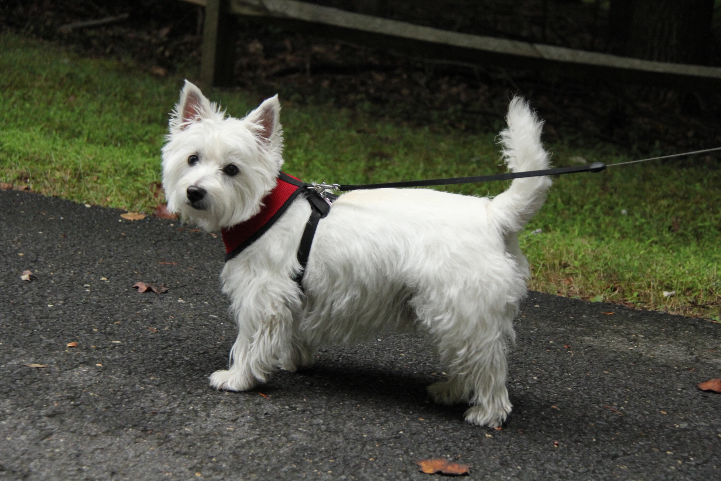a white dog that is standing on a leash