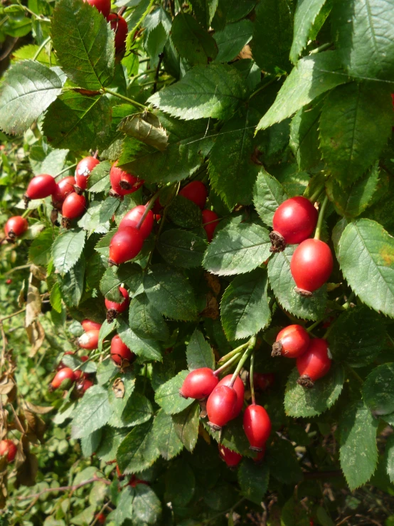 berry tree with red berries in sunny sunlight