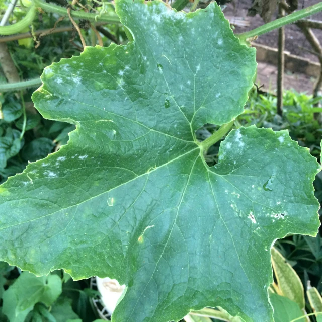 a close up of a leaf on some plants