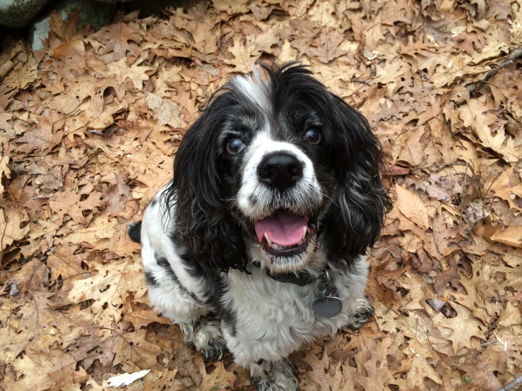 a dog sitting on top of leaves in the ground