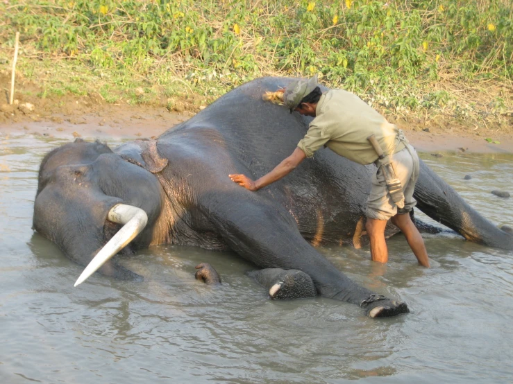 a man who is bathing a huge elephant in a pond