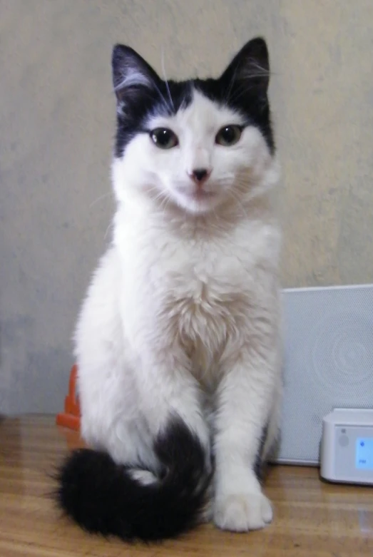 a small white kitten sitting on a hardwood floor