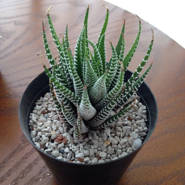 there is a potted cactus on the table