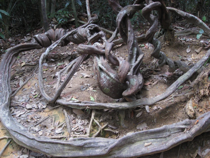 the tangled vines on the ground are very old