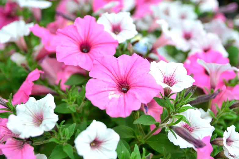 many different pink and white flowers with a green stem