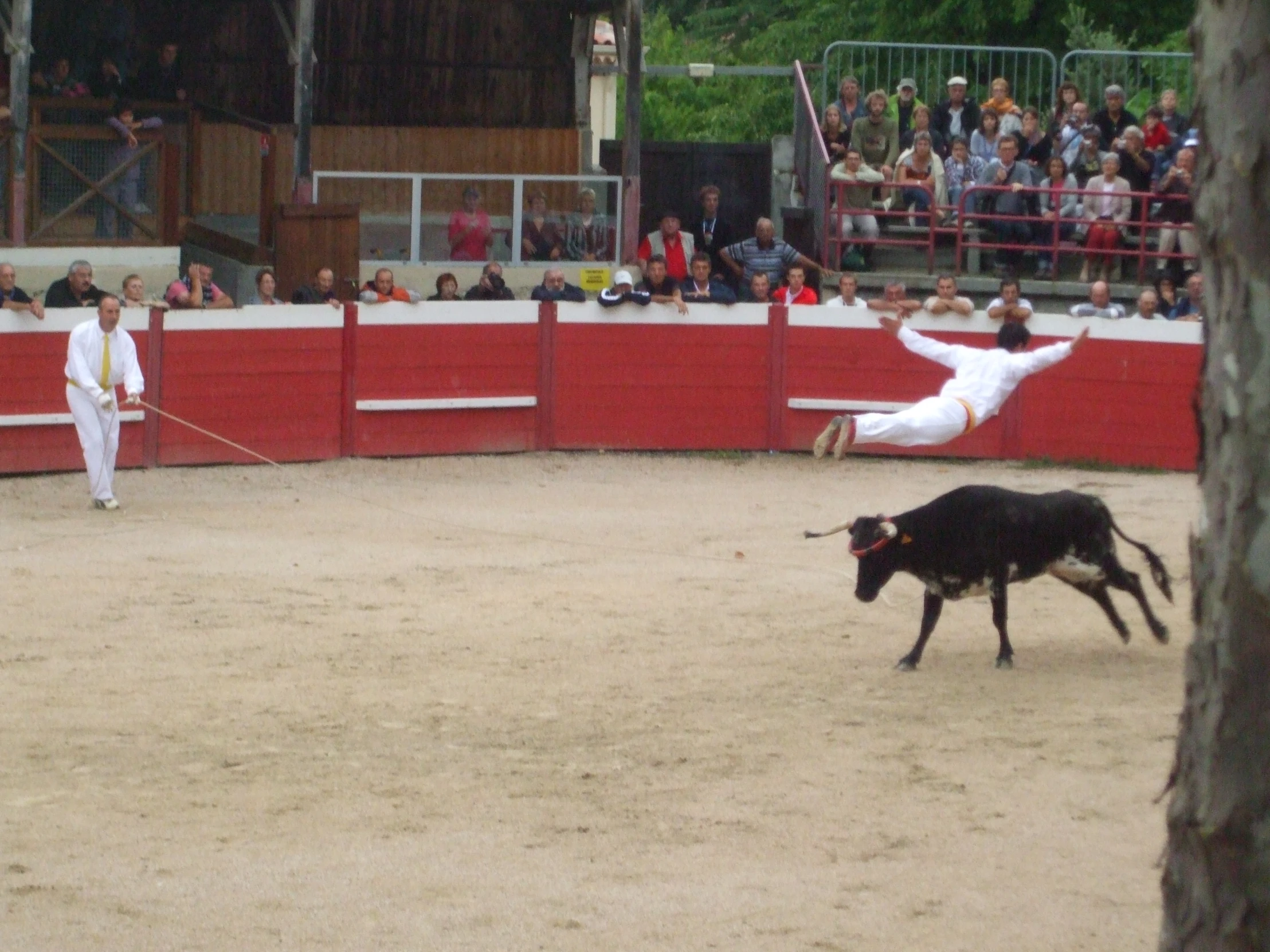 people standing behind an animal, one laying in the dirt