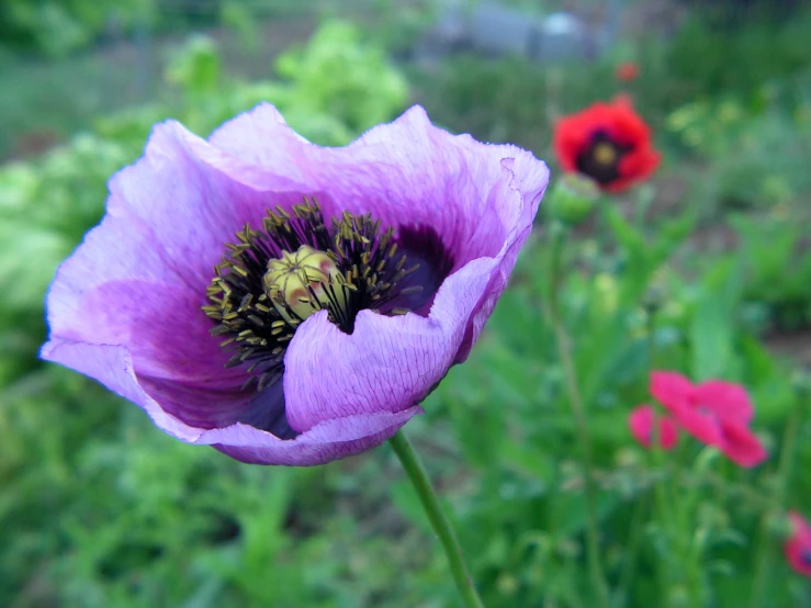 a closeup view of a purple flower with leaves