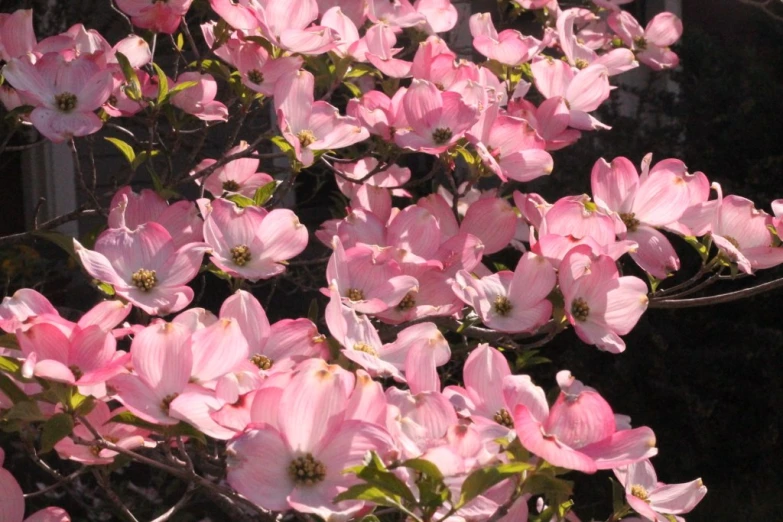 the large blooming flowers on the tree are pink