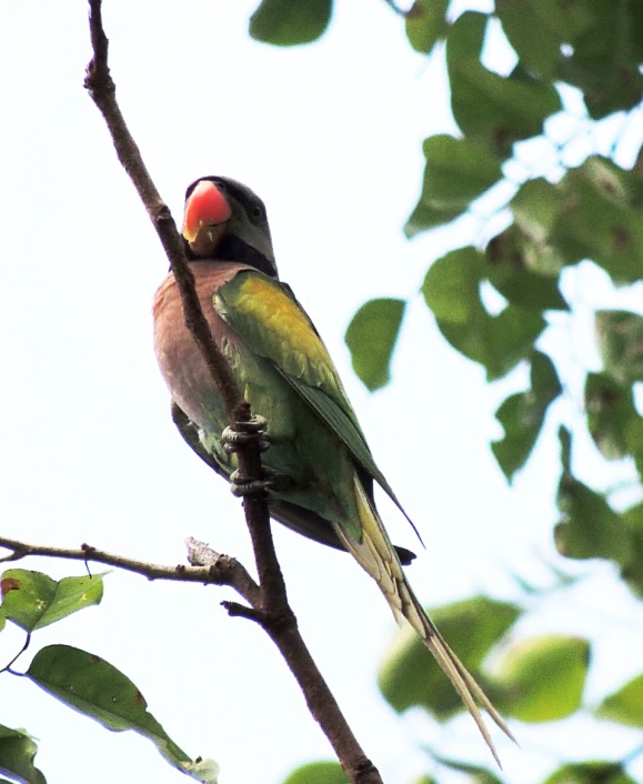 two birds sit perched on nches with leaves in the foreground