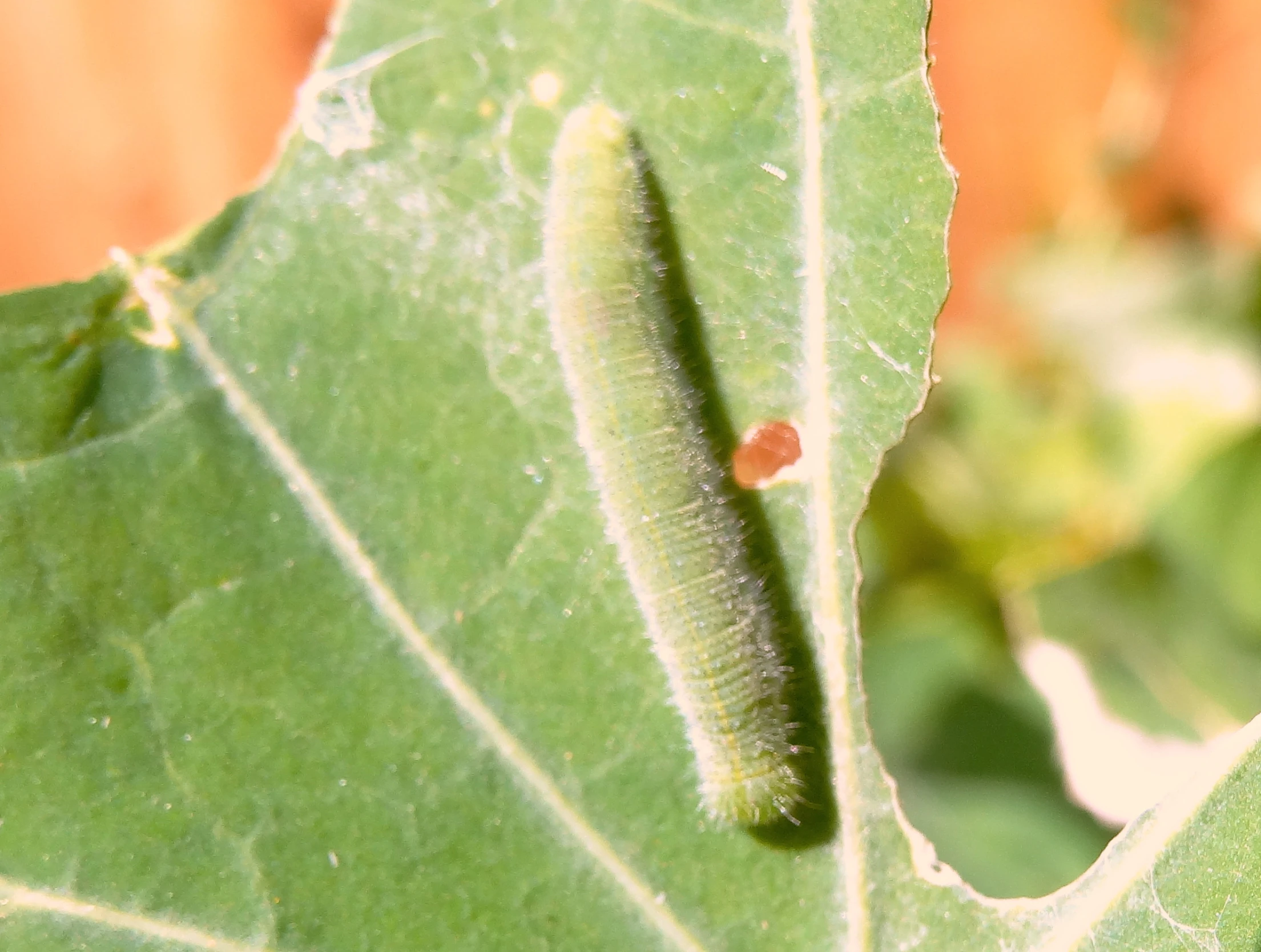 an insect on a leaf on a sunny day