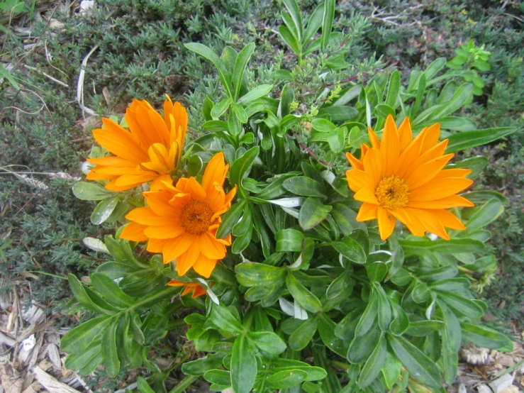 this is a bunch of orange flowers in the bushes