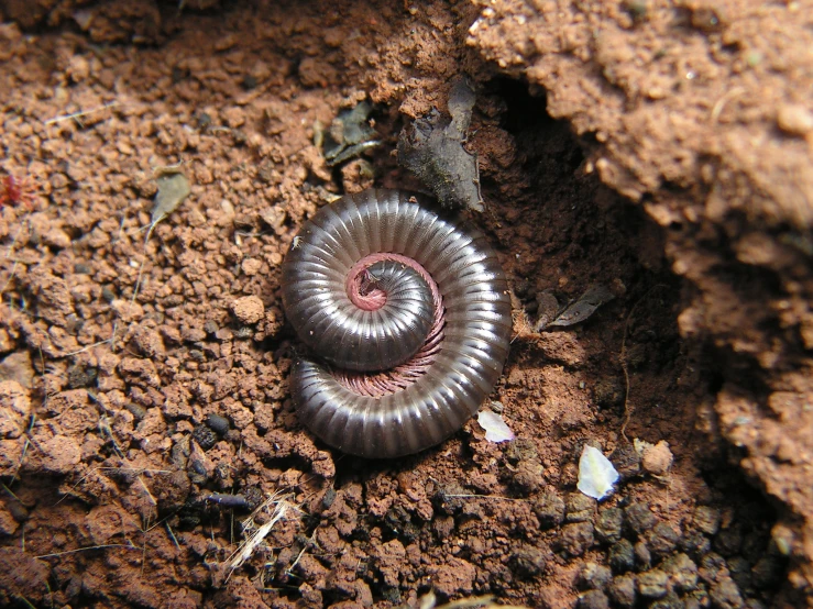 a silver spiral object is laying in the dirt