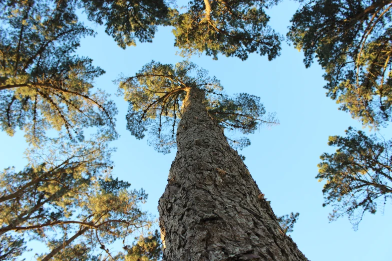 looking up at tall, thin pine trees in a forest