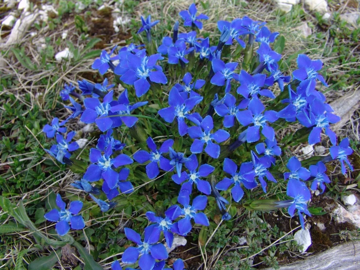 bright blue flowers with green stems growing up the mountain side