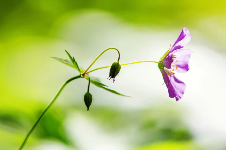 a flower with a long stalk on the end is sitting on a stem