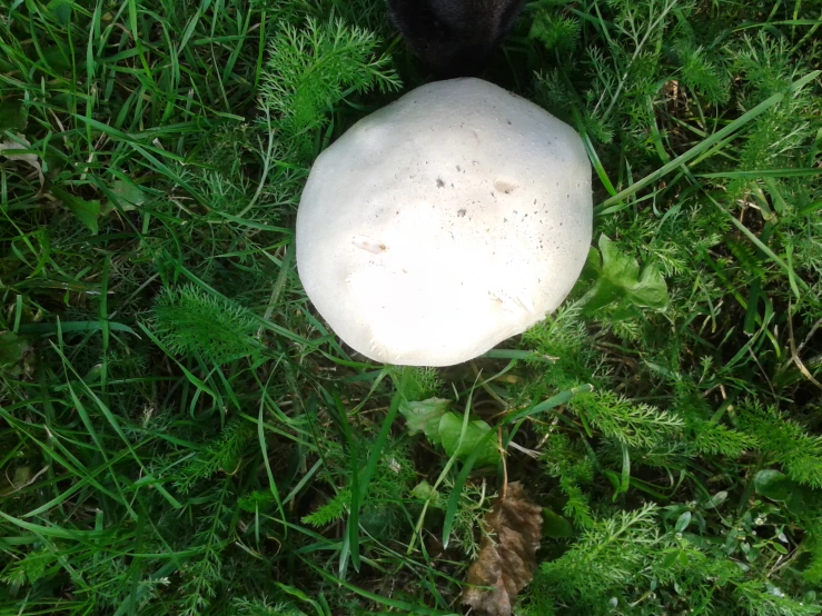 two small black and white mushrooms on the ground