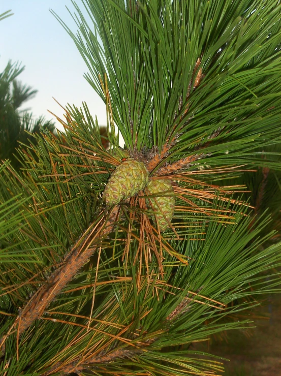 this is a pine tree with fruit growing